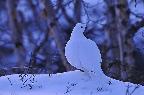 Sneeuwhoen in winterpak