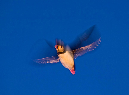 Papegaaiduiker in de schemering