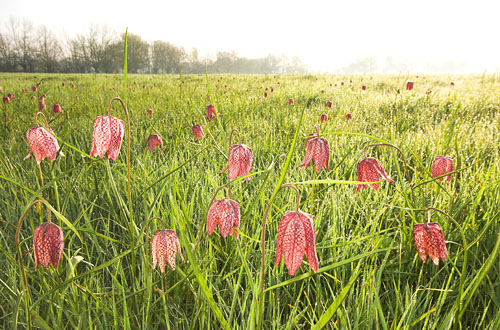 Kievitsbloemen in de Loire vallei