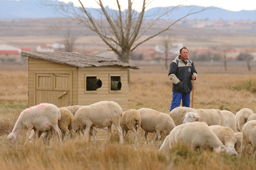 Spaanse schaapsherder bij fotohutten in Gallocanta