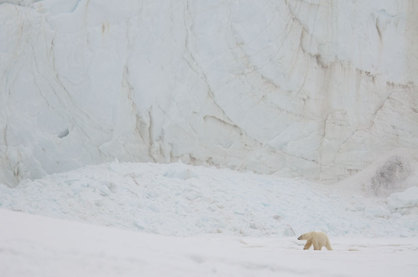 Ijsbeer langs gletsjer - Yves Adams