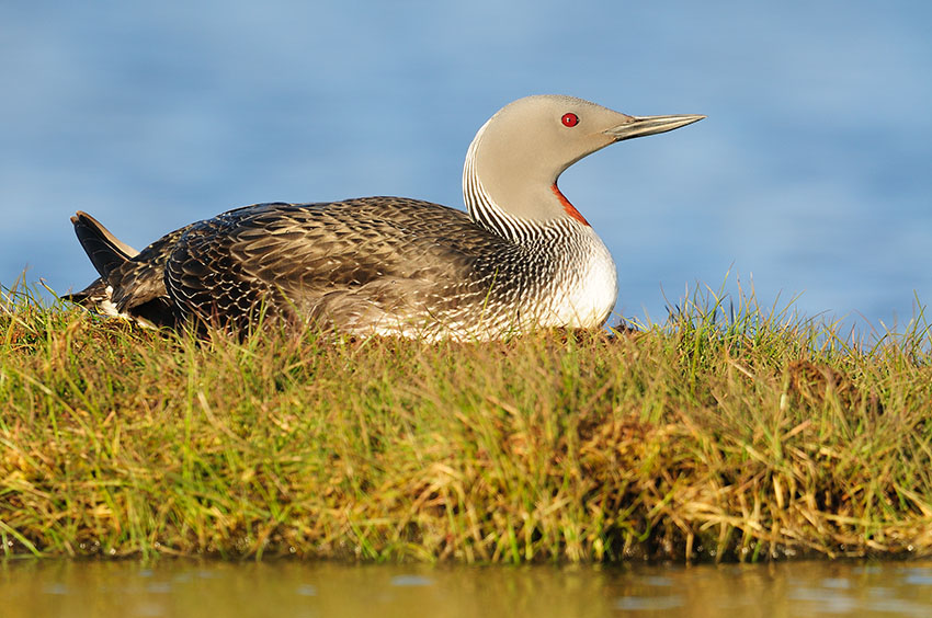 Roodkeelduiker op nest