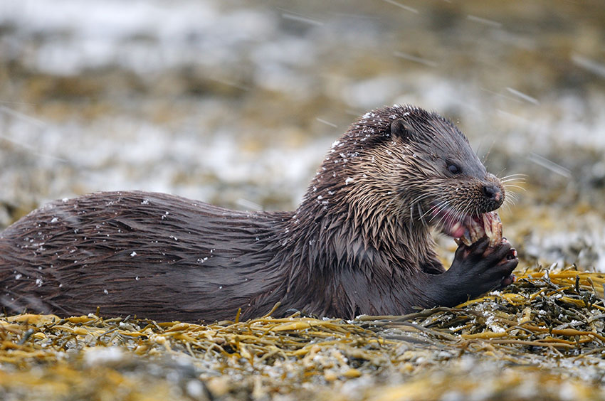 Smullende otter