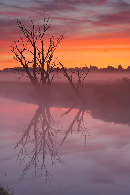 Dooie bomen langs de IJzer