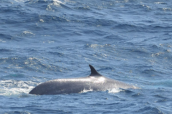 Rugvin van Gewone vinvis