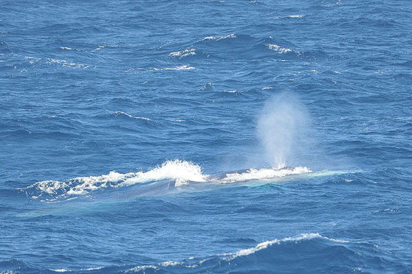 Blow van Gewone vinvis