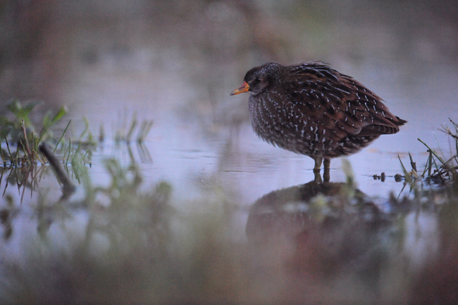 Spikkelkip in het donker op 25600 asa! Spikkelkip in het donker op 25600 asa!
