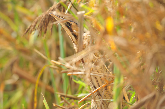Roerdomp verstopt in het riet