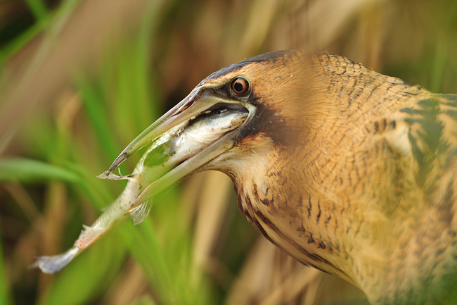 Roerdomp met bek vol