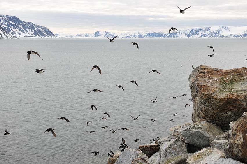 Kleine alken in Spitsbergen - Yves Adams