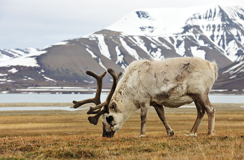 Grazend Rendier in Isfjorden