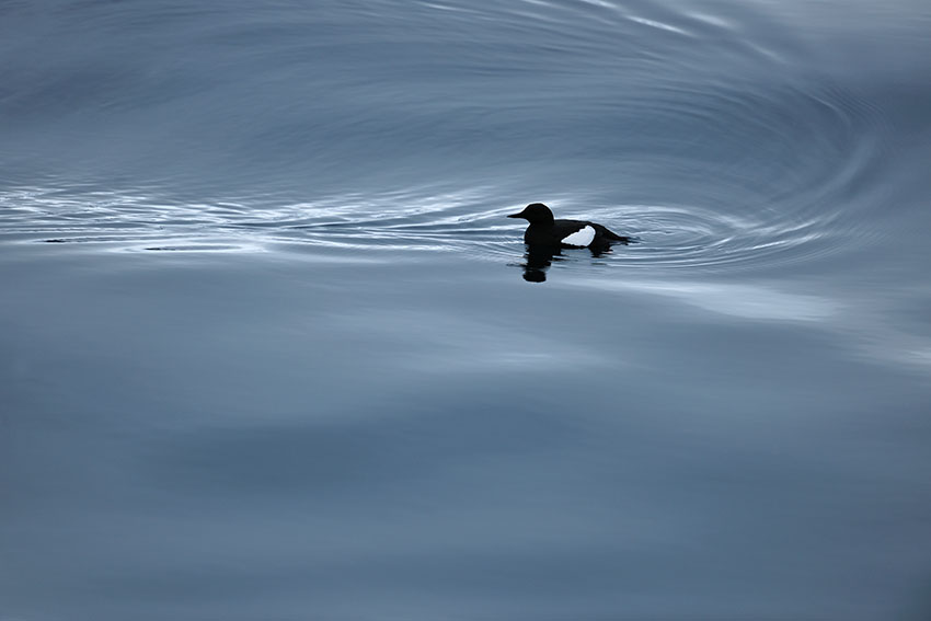 Zwarte zeekoet in Poolzee