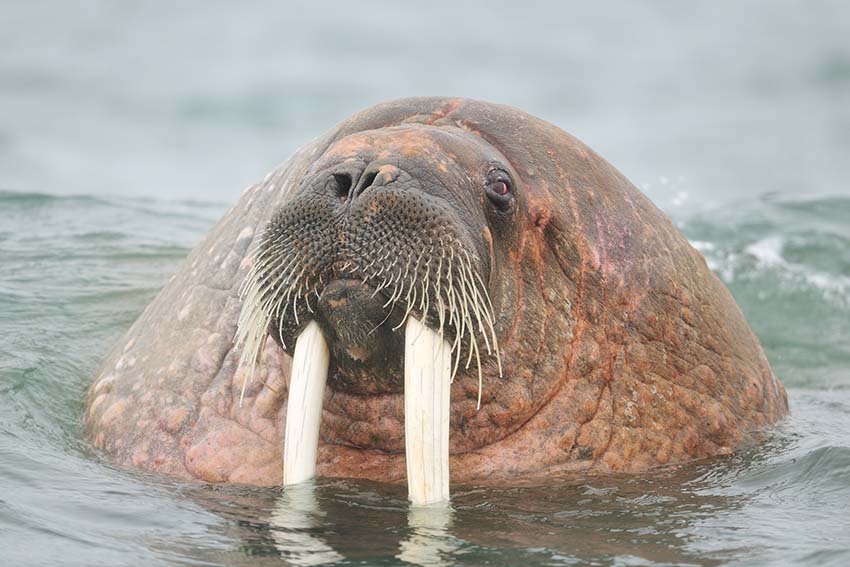 Dikke loebas Walrus - Yves Adams