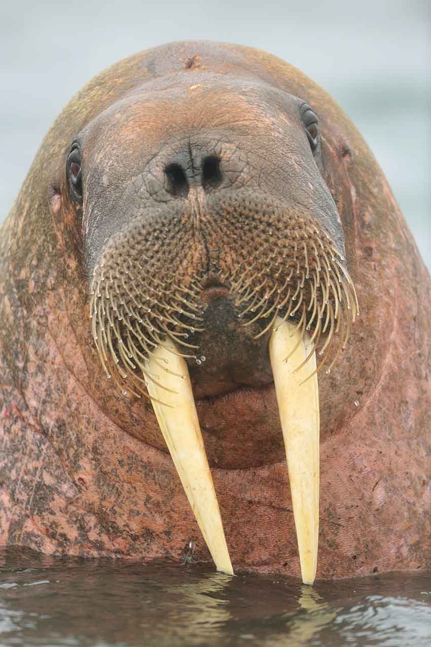 Walrus met lange tanden - Yves Adams