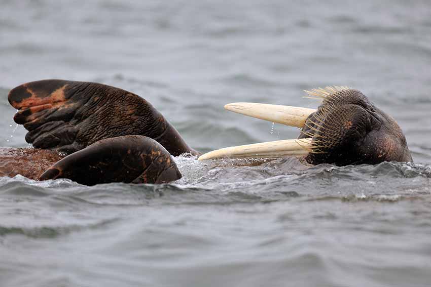 Rugzwemmende Walrus - Yves Adams