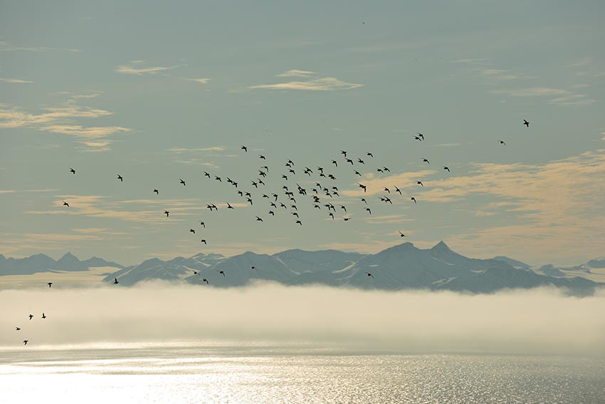 Wolkje Kleine alken in Isfjord - Yves Adams