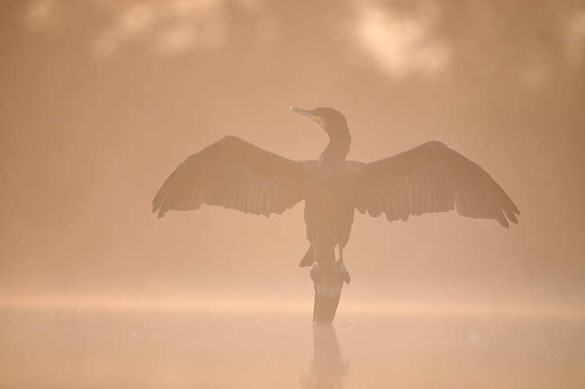 Aalscholver in ochtendnevel