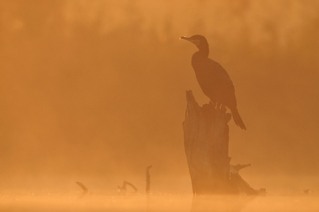 Gouden Aalscholver Gouden Aalscholver