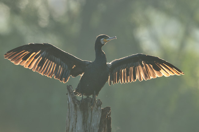Aalscholver in tegenlicht Aalscholver in tegenlicht