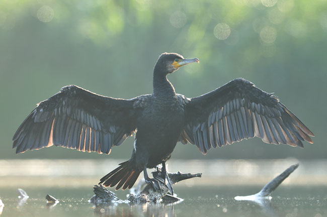 Aalscholver droogt vleugels Aalscholver droogt vleugels