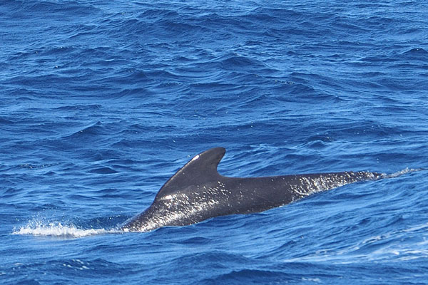 Rugvin vrouwtje Griend