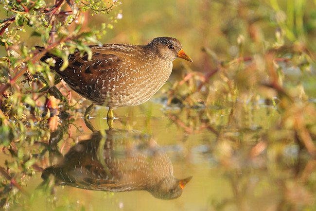 Porseleinhoen tussen Rode waterereprijs