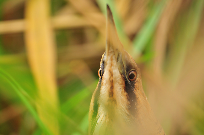 Roerdomp met ruime blik