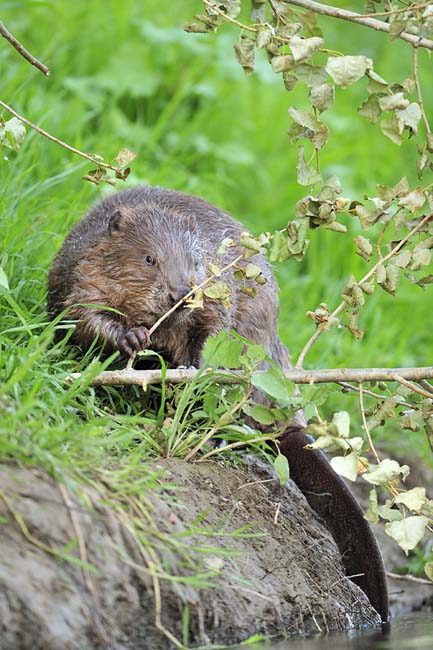 Vrouwtje Bever eet aan omgeknaagde populier