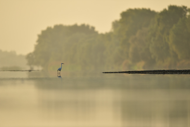 Kleine zilverreiger op de Loire
