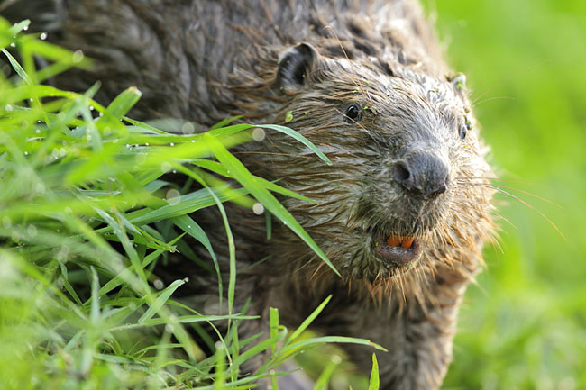 Oog in oog met Bever