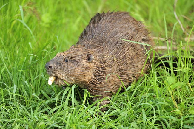 Bever sleurt tak naar rivier