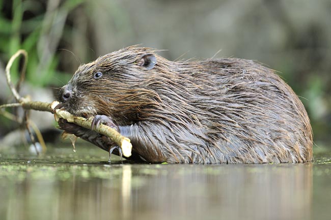 Knagende Bever