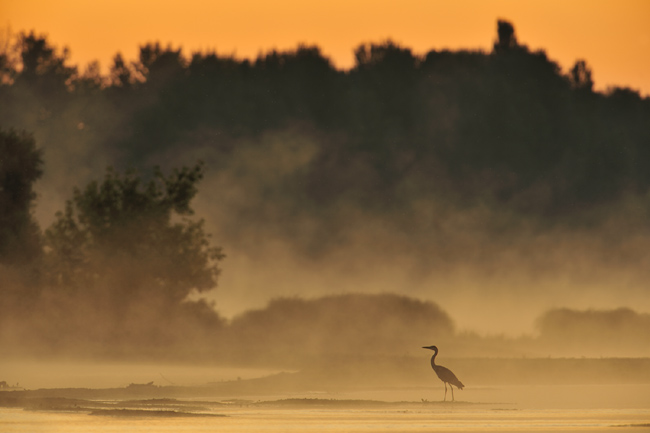 Blauwe reiger aan de Loire 