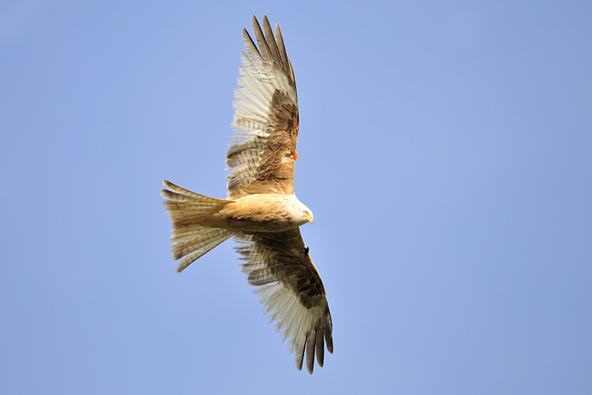 Leucistische Rode wouw