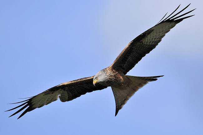 Aanvliegende rode wouw