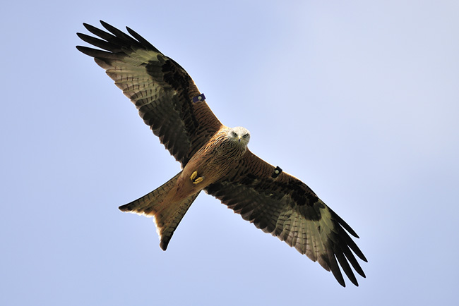 Wouw met vleugeltags