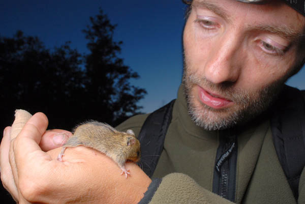 een berkenmuisje (c) Albin