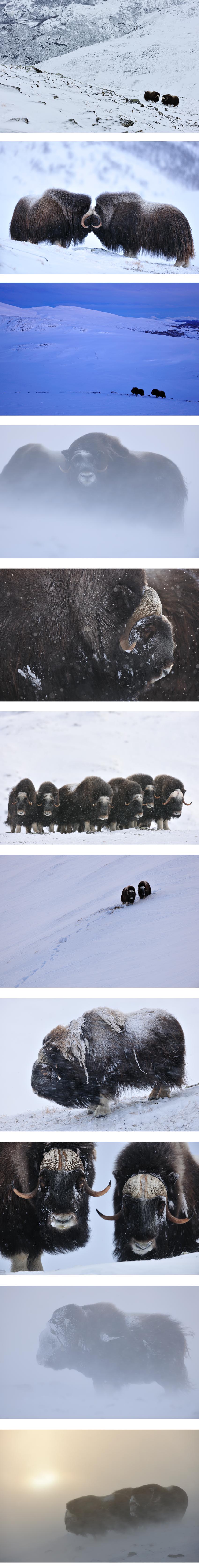 muskusossen musk oxes dovrefjell yves adams