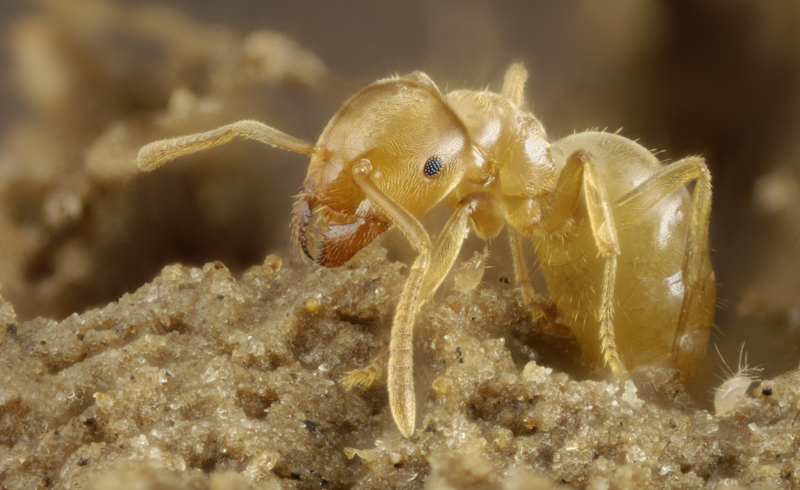 lasius flavus